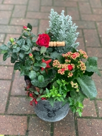 Christmas planted arrangement